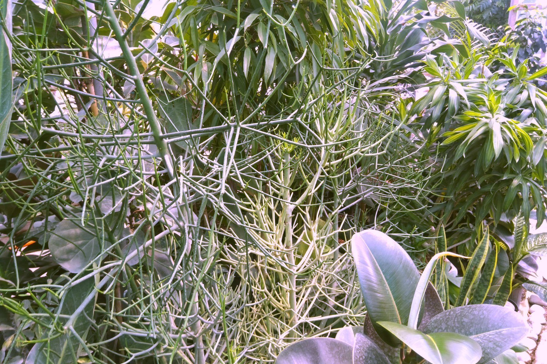   گل و گیاه سارگل